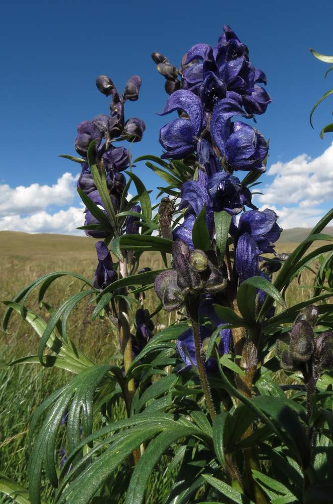 Изображение особи Aconitum glandulosum.