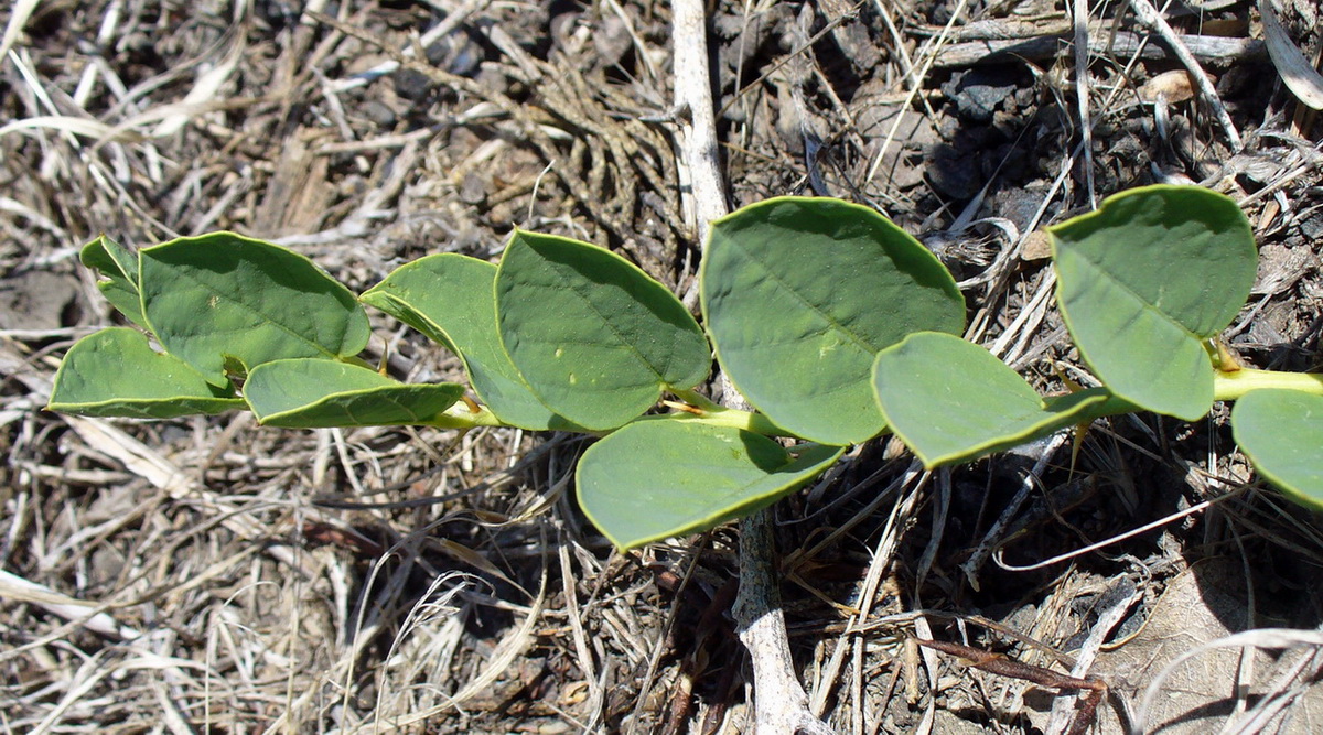 Image of Capparis herbacea specimen.