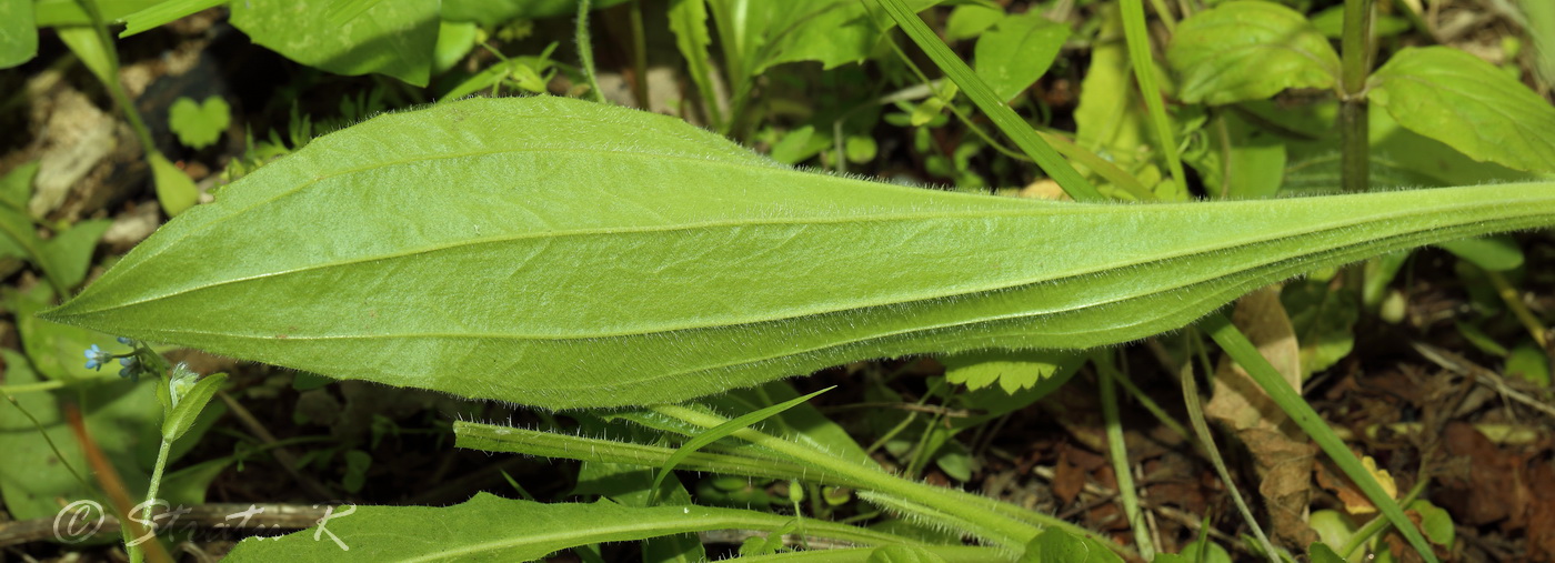 Изображение особи Plantago urvillei.