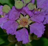 Lagerstroemia speciosa