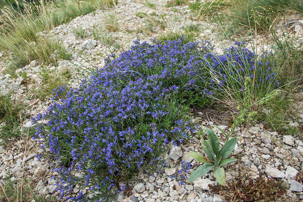 Image of Moltkia petraea specimen.