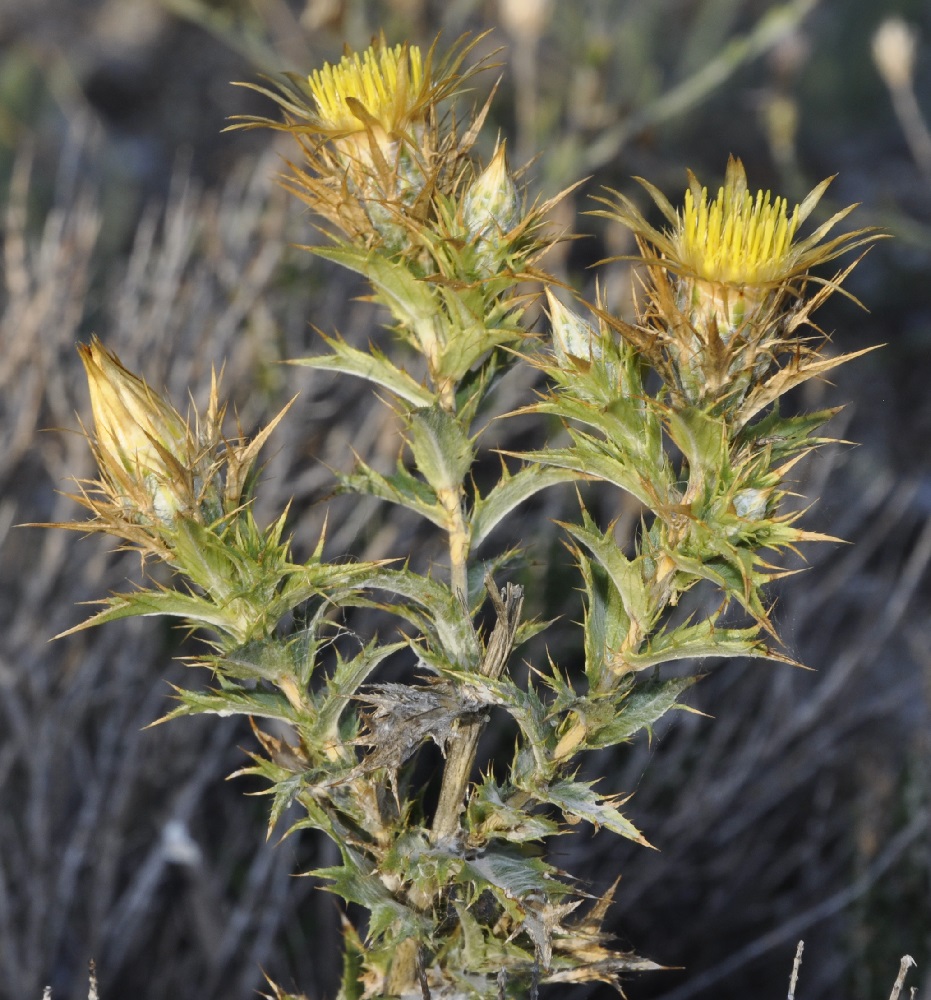 Изображение особи Carlina corymbosa.