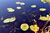 Nuphar lutea