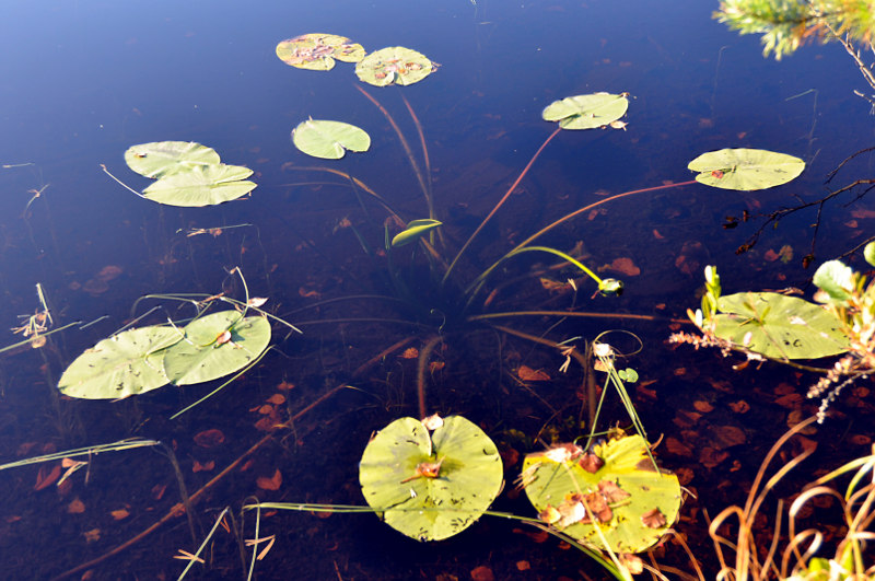 Изображение особи Nuphar lutea.