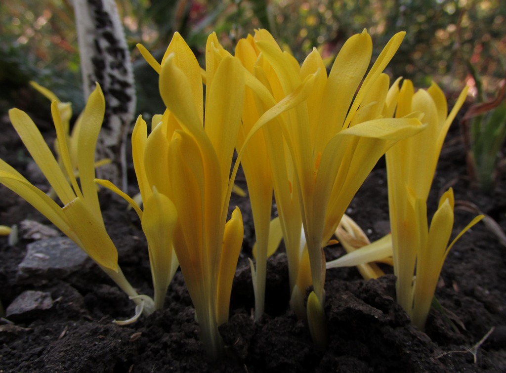 Image of Sternbergia colchiciflora specimen.