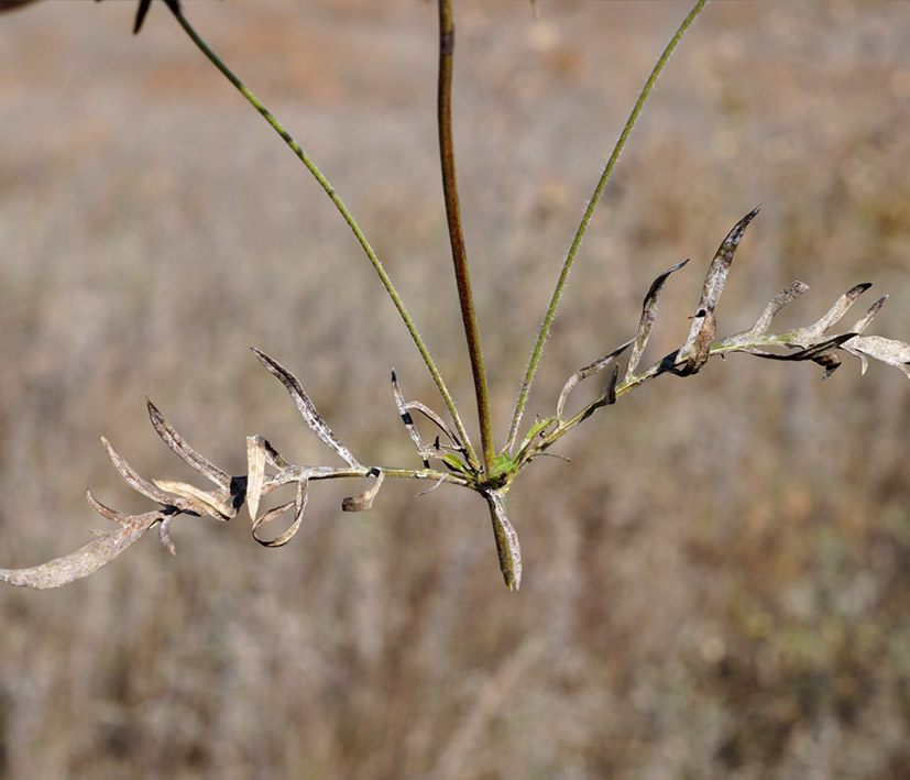 Image of Scabiosa lachnophylla specimen.