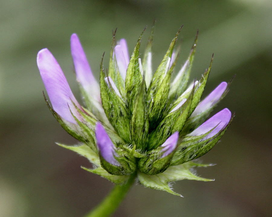 Изображение особи Psoralea bituminosa.