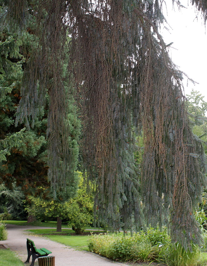 Image of Picea sitchensis specimen.