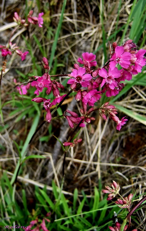 Изображение особи Viscaria vulgaris.