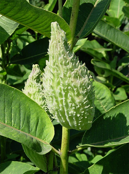 Изображение особи Asclepias syriaca.