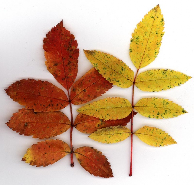 Изображение особи Sorbus sambucifolia.