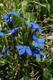 Gentiana angulosa