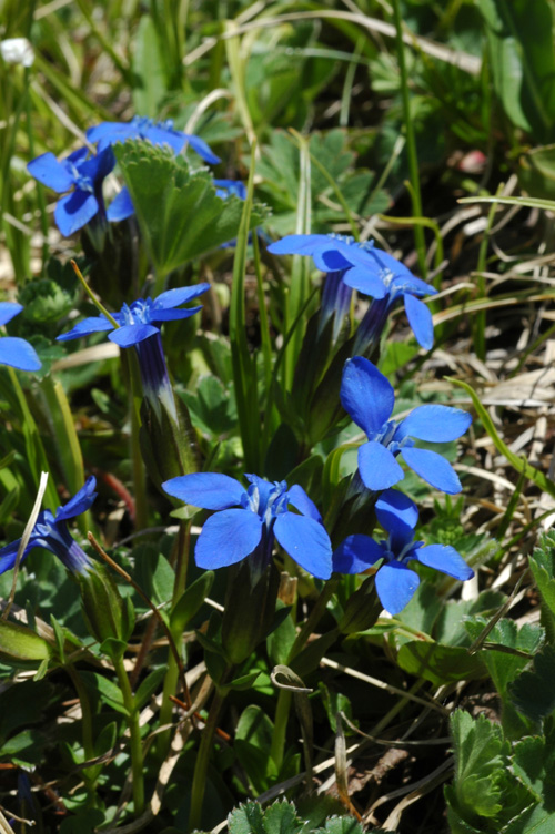 Изображение особи Gentiana angulosa.