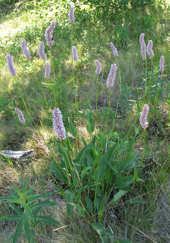 Изображение особи Bistorta officinalis.