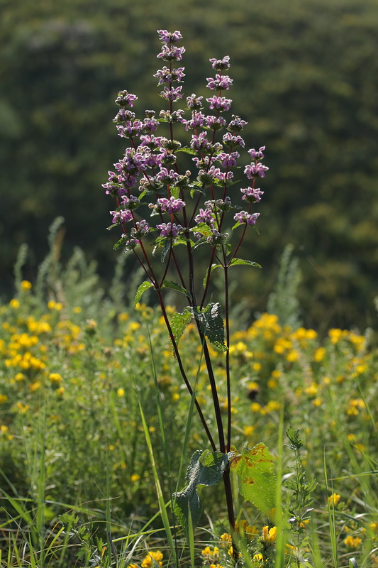 Image of Phlomoides tuberosa specimen.