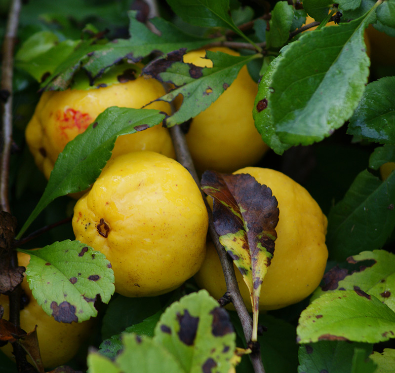 Image of Chaenomeles japonica specimen.