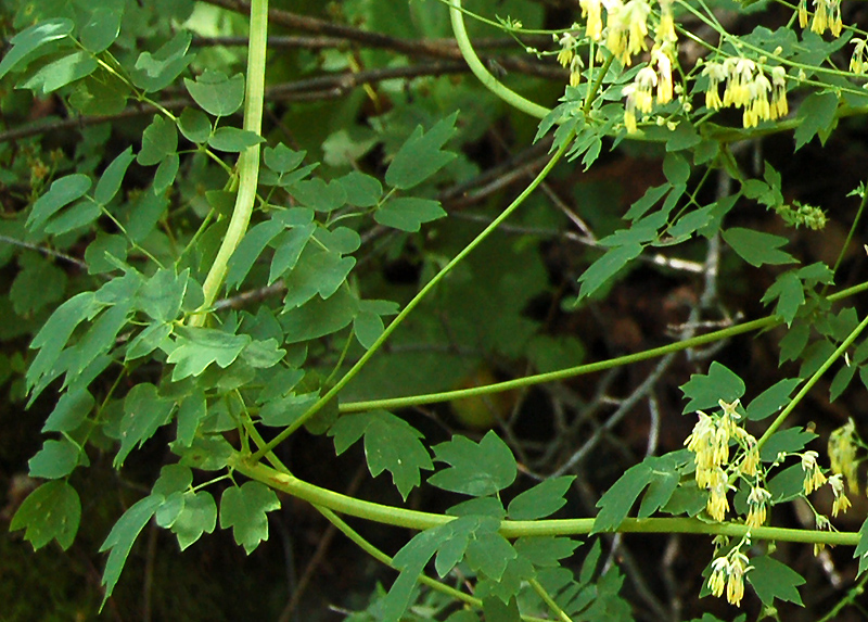 Image of Thalictrum minus specimen.