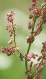 Rumex acetosa. Часть соцветия с цветами и завязями плодов. Ленинградская обл. Середина июня.