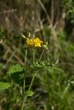 Chelidonium majus