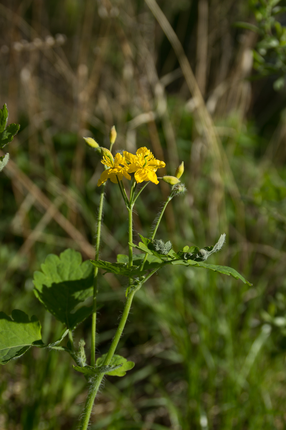 Изображение особи Chelidonium majus.