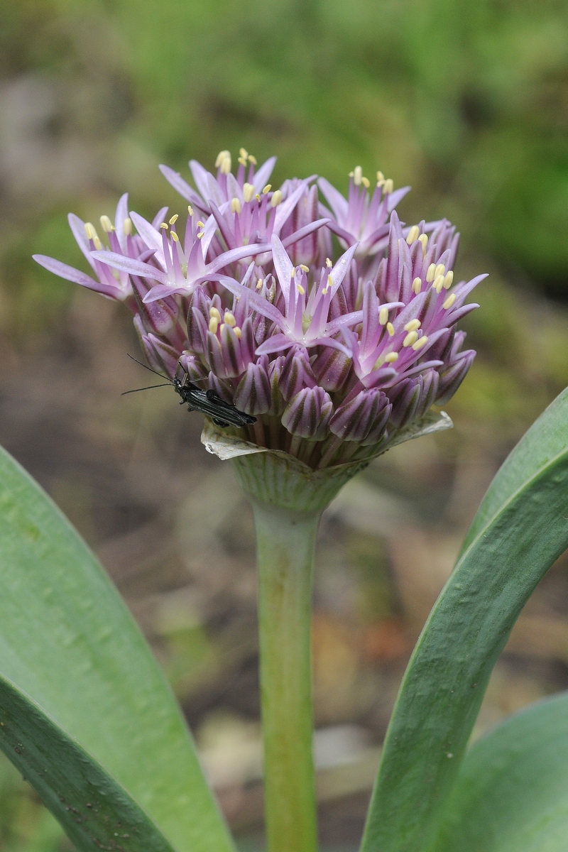 Изображение особи Allium ubipetrense.
