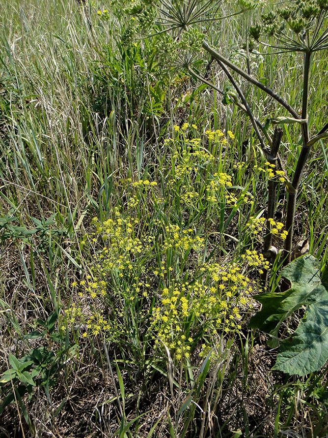 Изображение особи Bupleurum scorzonerifolium.