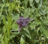 Nonea intermedia