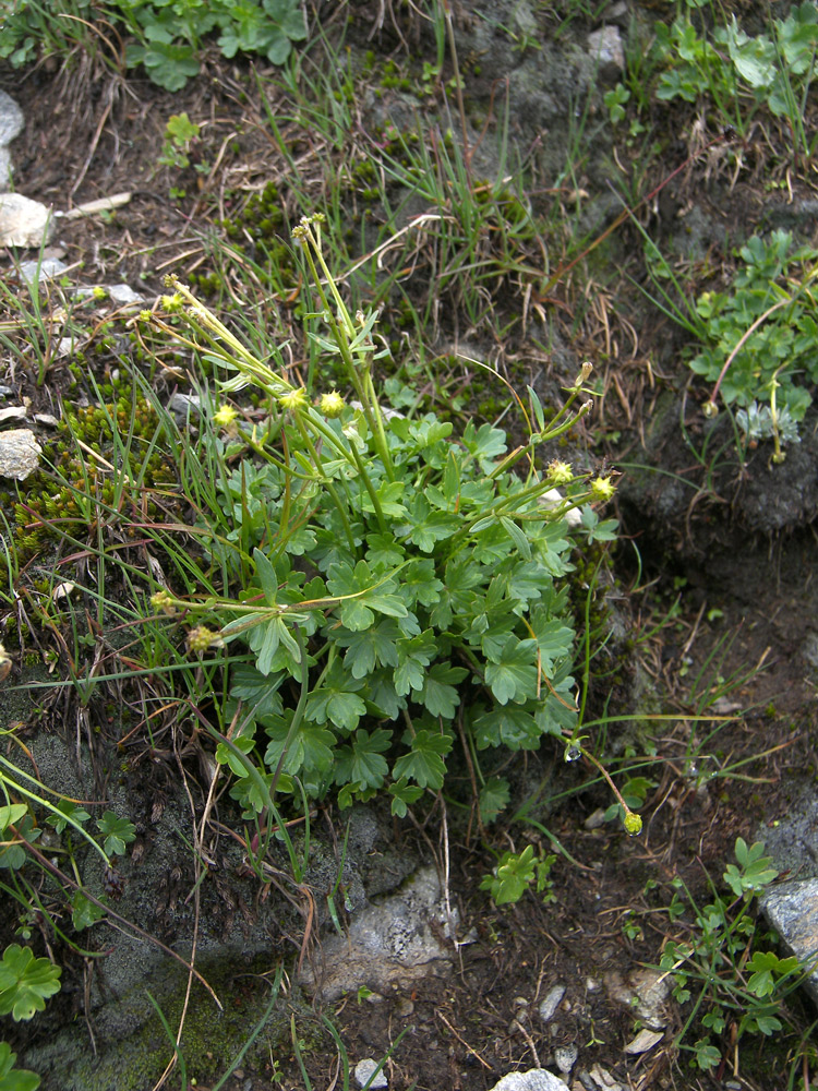 Изображение особи Ranunculus brachylobus.