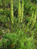 Aconitum barbatum