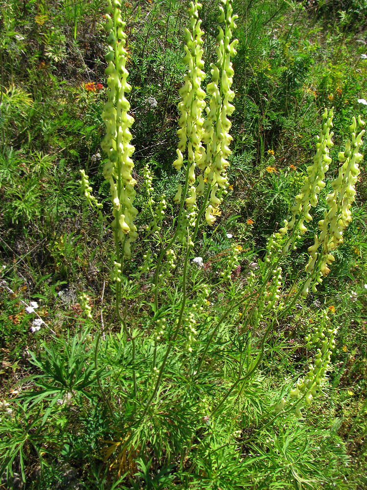 Изображение особи Aconitum barbatum.