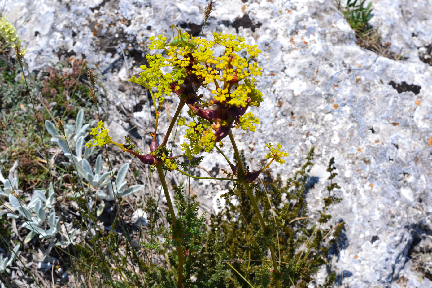 Image of Ferulago galbanifera var. brachyloba specimen.