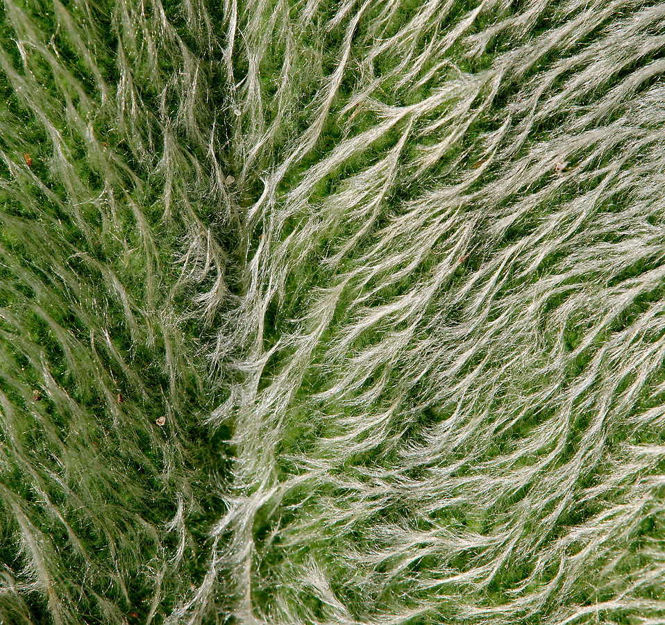 Изображение особи Stachys byzantina.