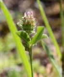 Trifolium striatum. Верхушка цветущего растения. Крым, Бахчисарайский р-н, окр. с. Трудолюбовка, нижняя часть склона горы Патиль, петрофитная растительная группировка на элювии флишоида. 21.06.2015.