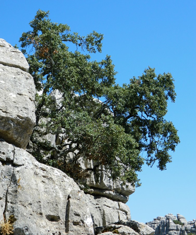 Image of Quercus rotundifolia specimen.
