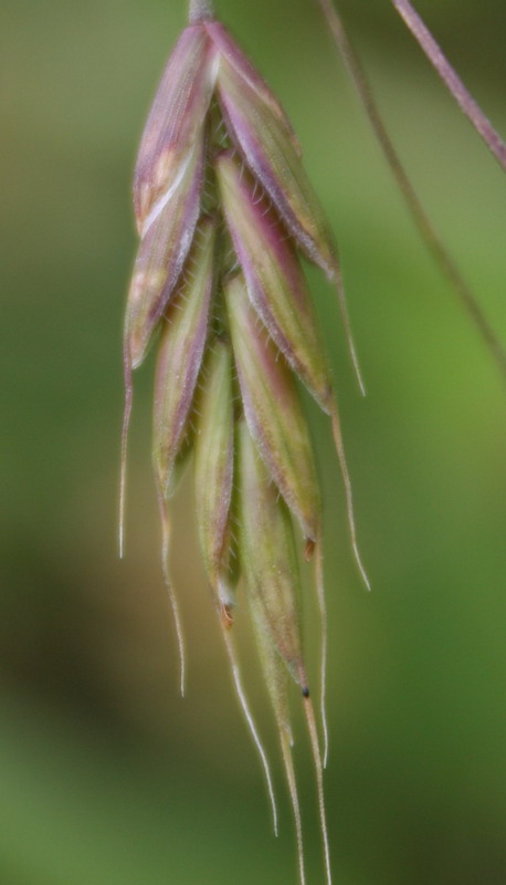 Image of Bromus commutatus specimen.