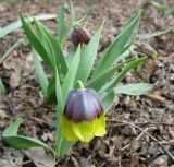 Fritillaria michailovskyi