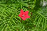 Ipomoea quamoclit