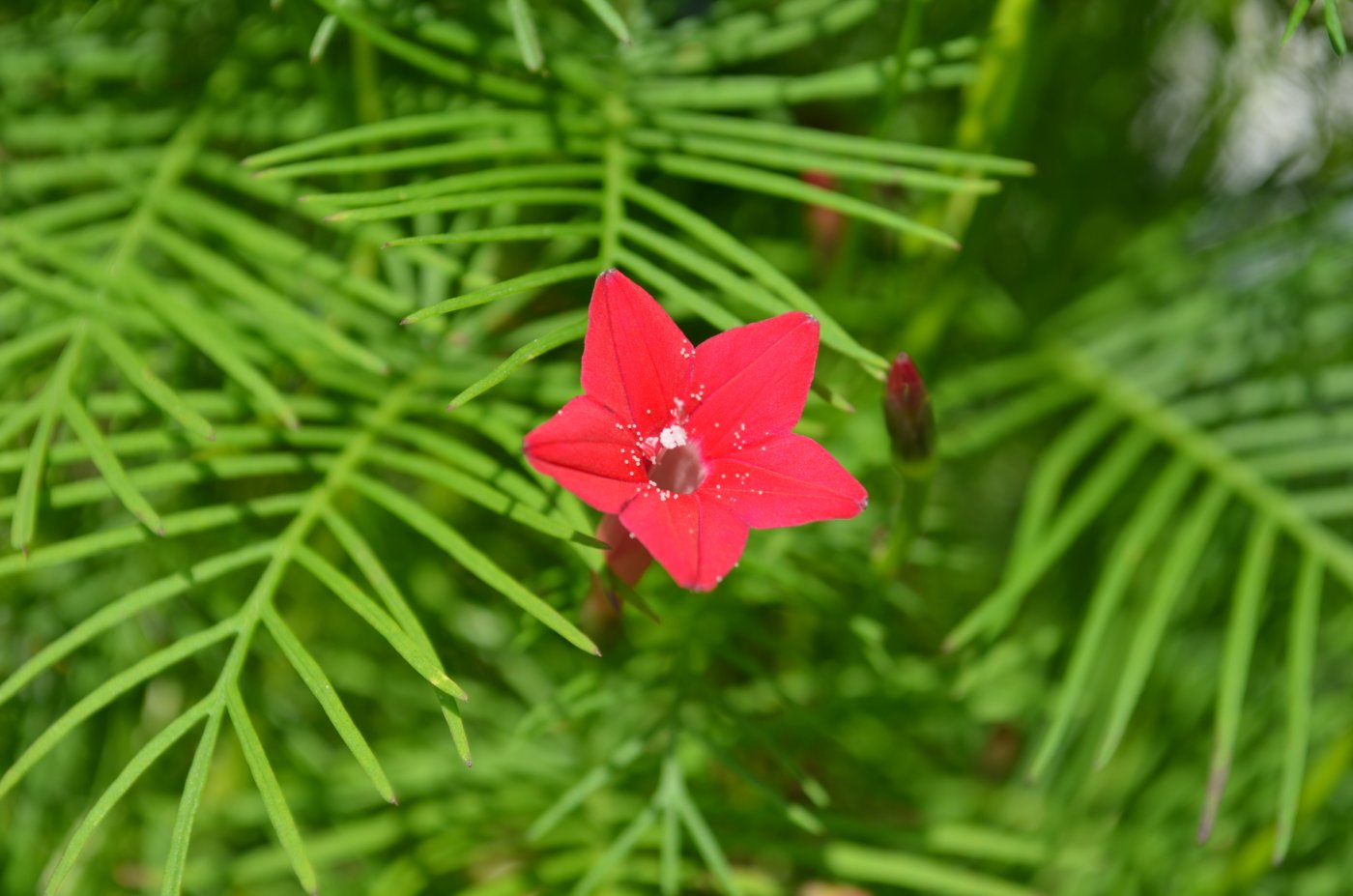 Image of Ipomoea quamoclit specimen.