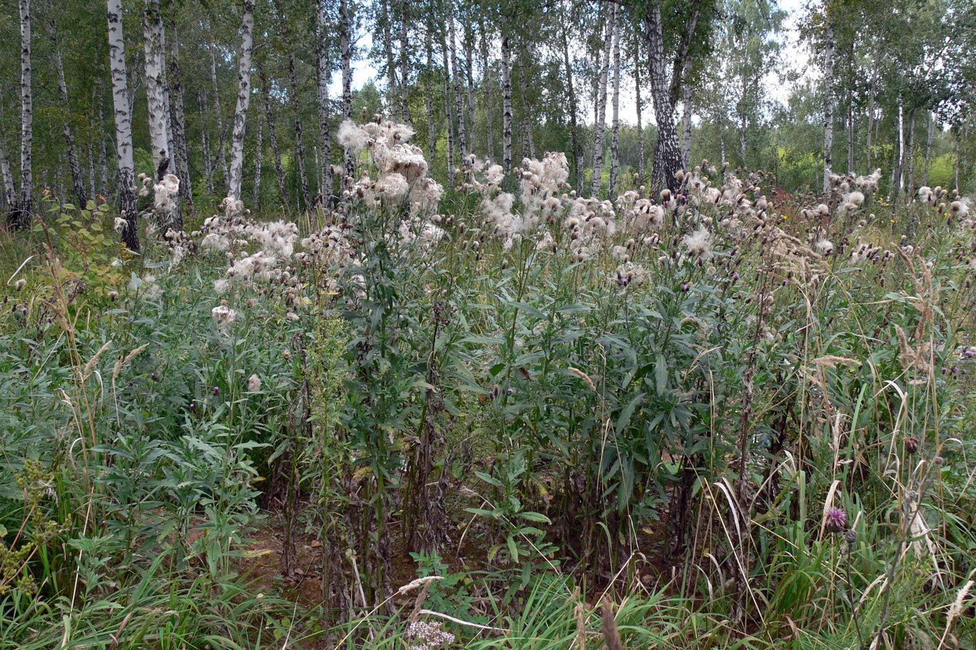 Изображение особи Cirsium setosum.