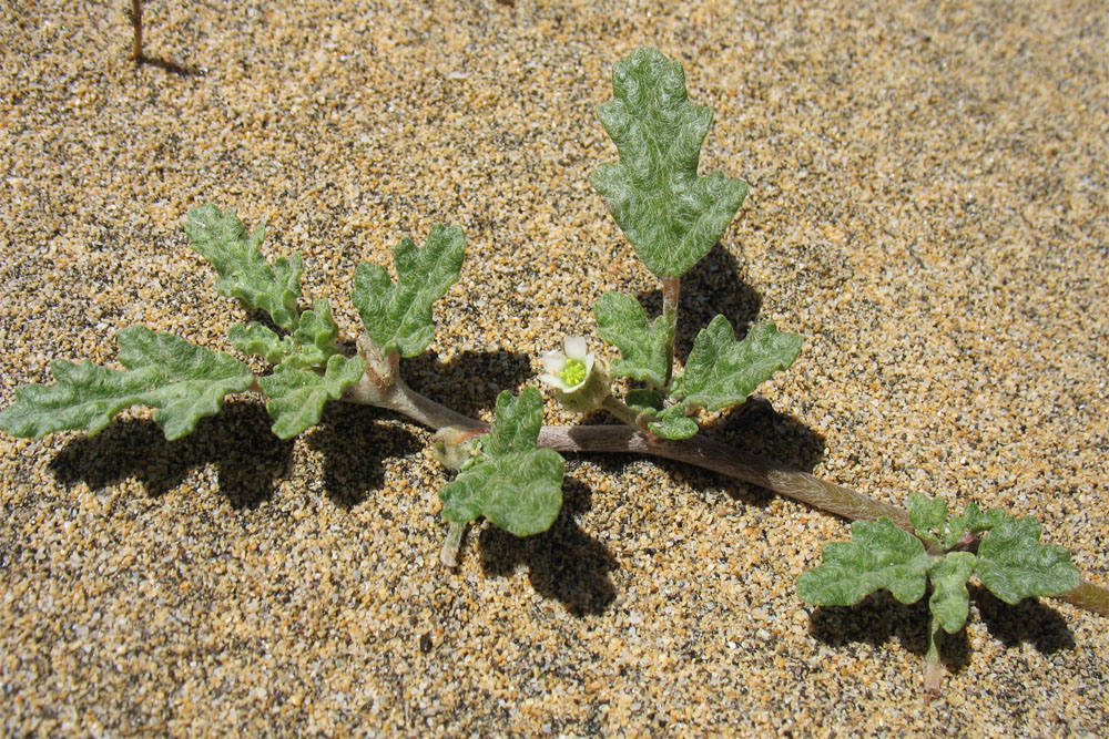 Image of Neurada procumbens specimen.