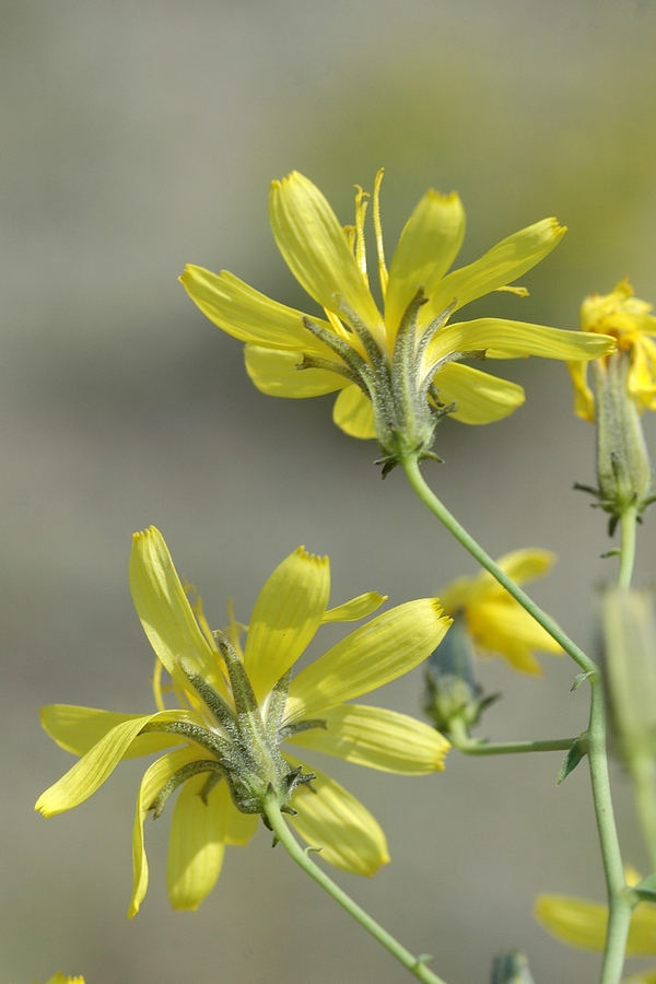 Image of Youngia tenuifolia ssp. altaica specimen.