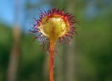 Drosera rotundifolia