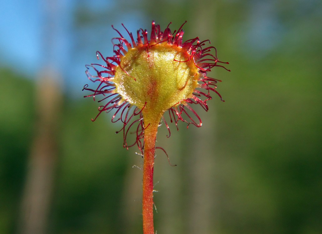 Изображение особи Drosera rotundifolia.