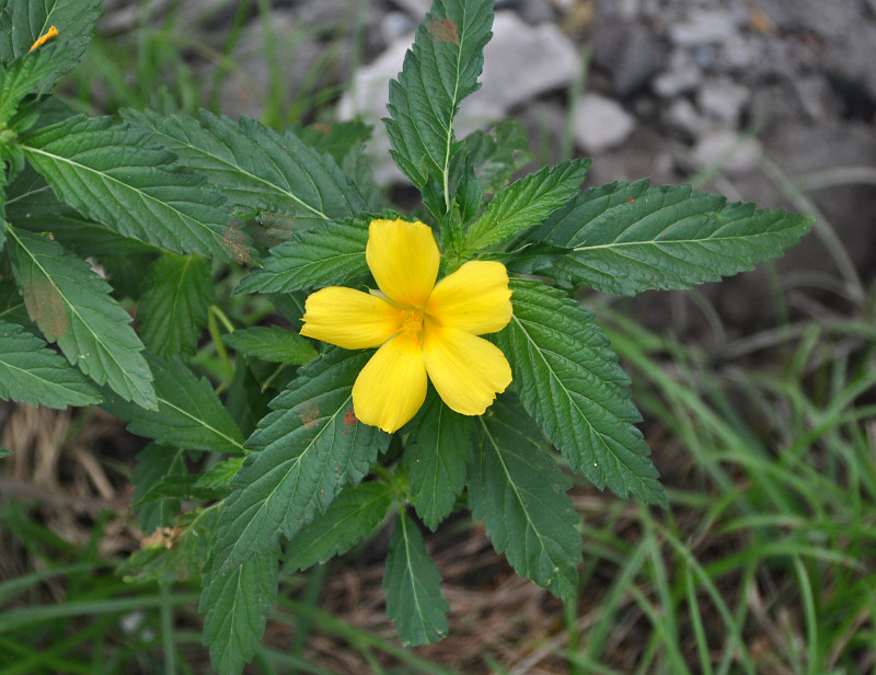 Image of Turnera ulmifolia specimen.