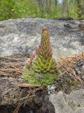 Orostachys spinosa. Вегетирующее растение с развивающимся цветоносом. Иркутская обл., Ольхонский р-н, побережье Малого Моря (оз. Байкал), окр. мыса Улан-Хан, опушка леса, на валуне. 11.07.2015.