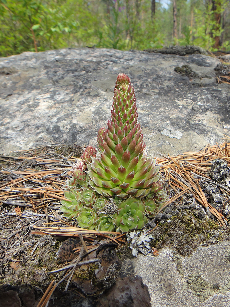 Image of Orostachys spinosa specimen.