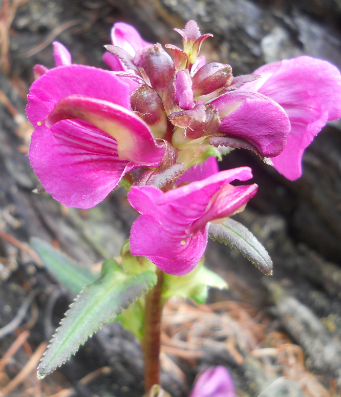 Изображение особи Pedicularis resupinata.