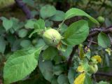 Malus domestica. Верхушка веточки с незрелым плодом. Челябинская обл., окр. г. Челябинск, Золотая горка, берёзовый лес. 30.06.2014.