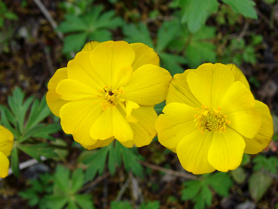 Image of Trollius uncinatus specimen.