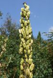 Veratrum nigrum